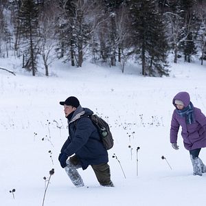 Bilder The Breaking Ice