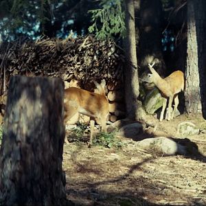 Bilder Fisch im Fell