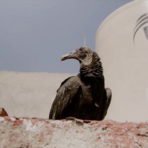 Bilder Rotting in the Sun