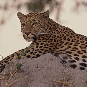 Bilder Pambara - Brauchen wir einen Boss