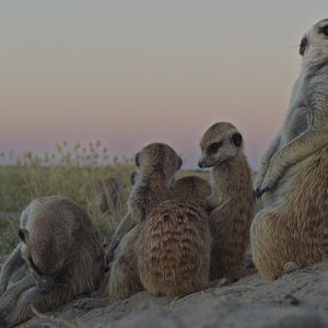 Bilder Pambara - Brauchen wir einen Boss