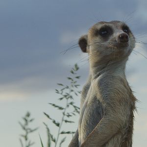 Bilder Pambara - Brauchen wir einen Boss