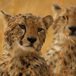 Bilder Pambara - Brauchen wir einen Boss