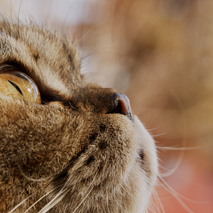 Bilder Cat Daddies - Freunde für sieben Leben