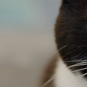 Bilder Cat Daddies - Freunde für sieben Leben