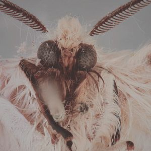 Bilder Die toten Vögel sind oben