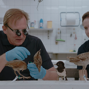 Bilder Die toten Vögel sind oben