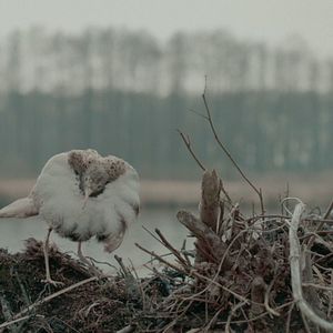 Bilder Die toten Vögel sind oben