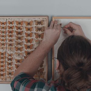 Bilder Die toten Vögel sind oben