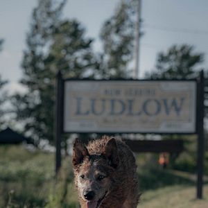 Bilder Friedhof der Kuscheltiere: Bloodlines