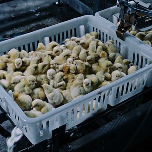 Bilder Vergiftet: Die schmutzige Wahrheit über unser Essen