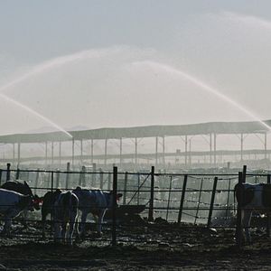 Bilder Vergiftet: Die schmutzige Wahrheit über unser Essen