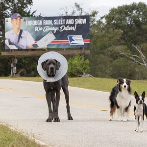 Bilder Doggy Style: Dieser Sommer kommt von hinten