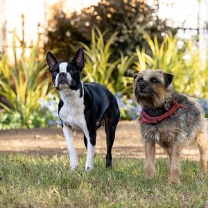 Bilder Doggy Style: Dieser Sommer kommt von hinten