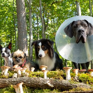 Bilder Doggy Style: Dieser Sommer kommt von hinten