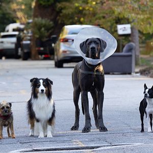 Bilder Doggy Style: Dieser Sommer kommt von hinten