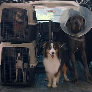 Bilder Doggy Style: Dieser Sommer kommt von hinten