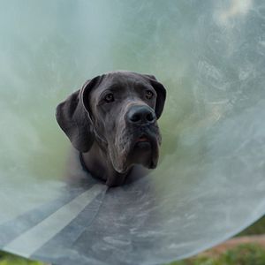 Bilder Doggy Style: Dieser Sommer kommt von hinten