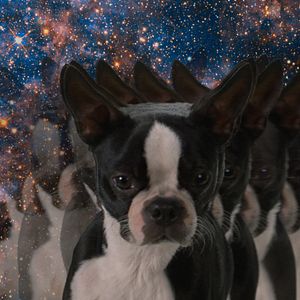 Bilder Doggy Style: Dieser Sommer kommt von hinten