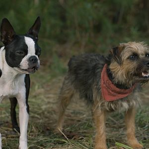 Bilder Doggy Style: Dieser Sommer kommt von hinten