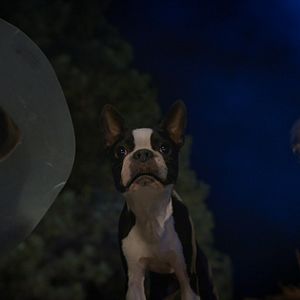 Bilder Doggy Style: Dieser Sommer kommt von hinten