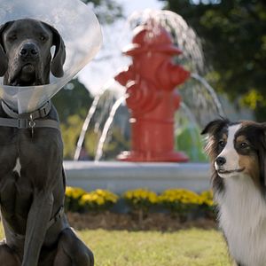 Bilder Doggy Style: Dieser Sommer kommt von hinten