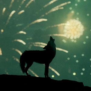 Bilder Something In The Dirt