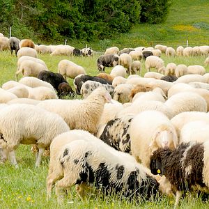Bilder Schafstage