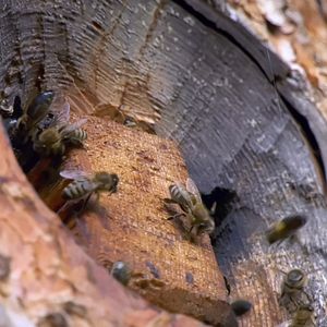 Bilder Menschen & Tiere