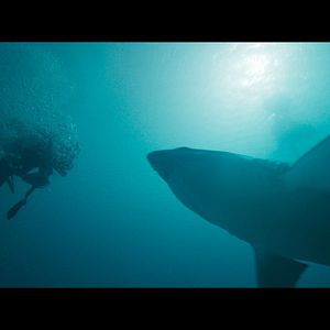 Bilder Deep Fear - Tauch um dein Leben!