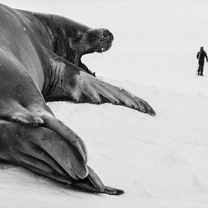 Bilder Rückkehr zum Land der Pinguine