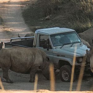 Bilder Thabo - Das Nashorn-Abenteuer