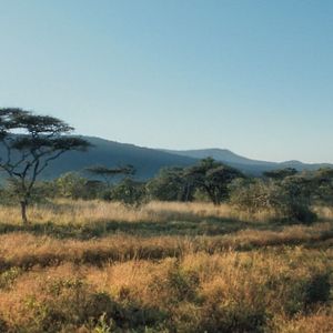 Bilder Thabo - Das Nashorn-Abenteuer