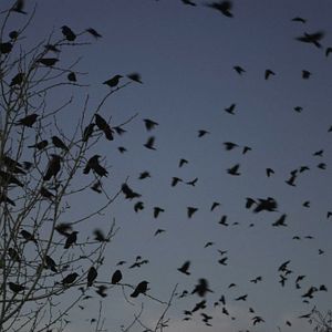 Bilder Krähen - Die Natur beobachtet uns