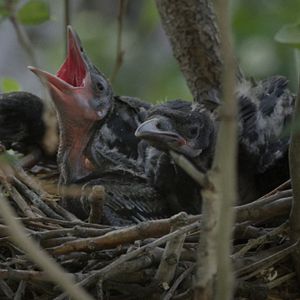 Bilder Krähen - Die Natur beobachtet uns
