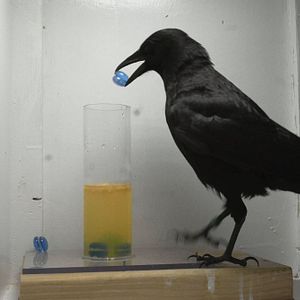 Bilder Krähen - Die Natur beobachtet uns