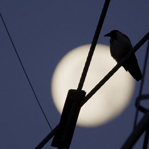 Bilder Krähen - Die Natur beobachtet uns