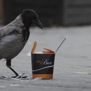 Bilder Krähen - Die Natur beobachtet uns