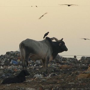 Bilder Krähen - Die Natur beobachtet uns