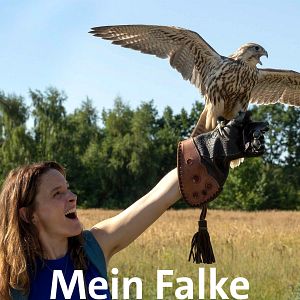 Bilder Mein Falke