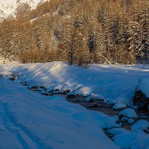 Bilder Vivre avec les loups