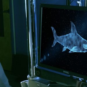 Bilder Cocaine Shark