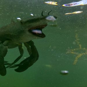 Bilder Cocaine Shark