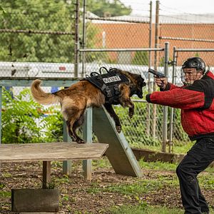 Bilder Muzzle - K-9 Narcotics Unit