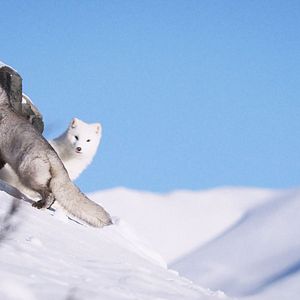 Bilder Die Abenteuer von Kina & Yuk