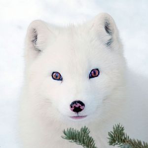 Bilder Die Abenteuer von Kina & Yuk