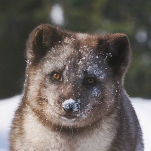 Bilder Die Abenteuer von Kina & Yuk