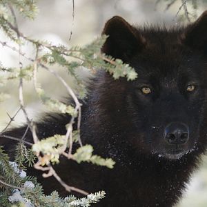 Bilder Die Abenteuer von Kina & Yuk