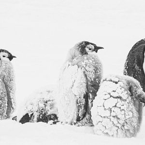 Bilder Rückkehr zum Land der Pinguine