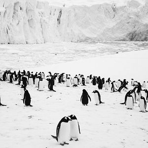 Bilder Rückkehr zum Land der Pinguine